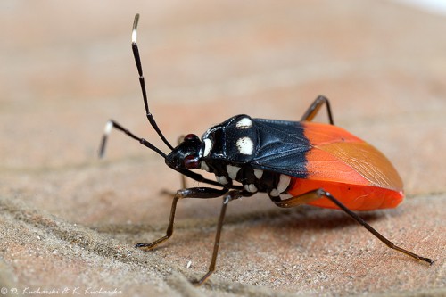 Kolejny Hemiptera.