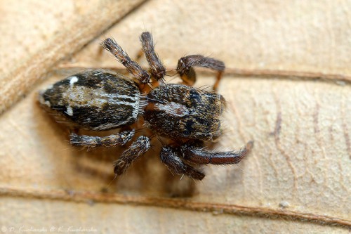 Jeszcze jeden Salticidae