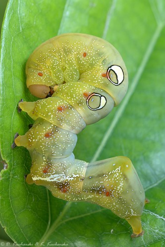 NN Lepidoptera. Chyba żerowała na Passiflorze.