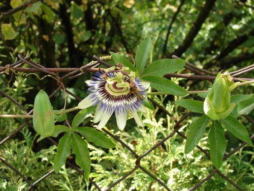 passiflora i pszczoły.jpg