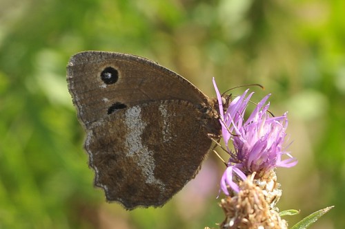 M. dryas - samica (11.08.2017 Dylągówka EA82).jpg