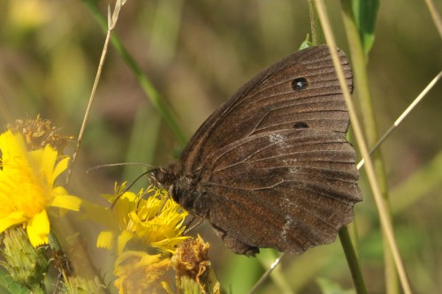 M. dryas EA82.jpg