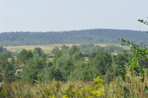 M. dryas - widok ze stanowiska w Dylągówce.jpg