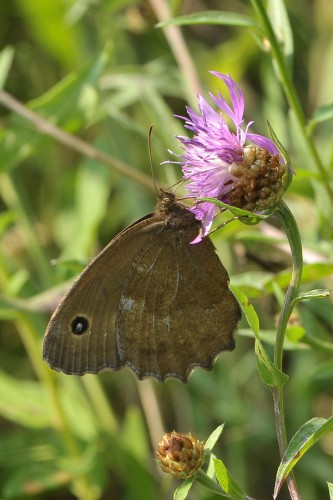 M. dryas - samica, 12.08.2017.jpg