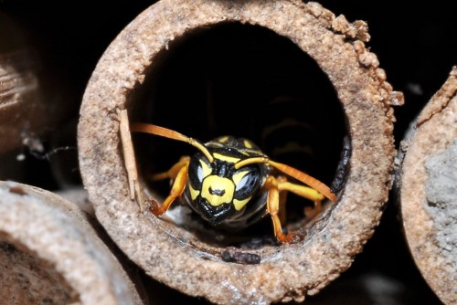 Klecanka pospolita 10 ( Polistes dominula) - samica.JPG