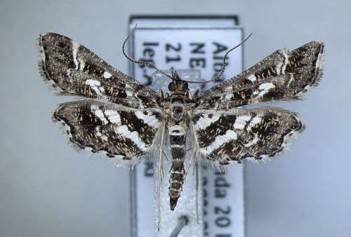 Diasemiopsis ramburialis (DUPONCHEL, 1834)