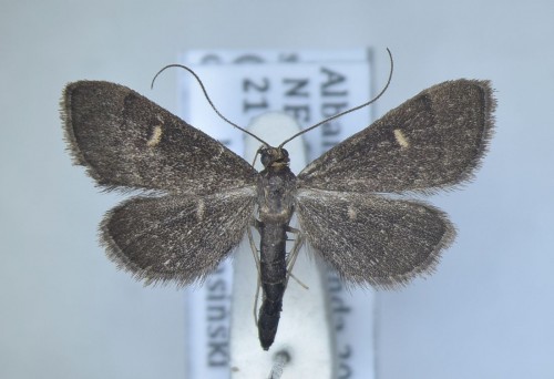 Dolicharthria stigmosalis (HERRICH-SCHÄFFER, [1848])