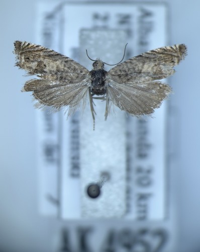 Cydia ilipulana (WALSINGHAM, 1903)