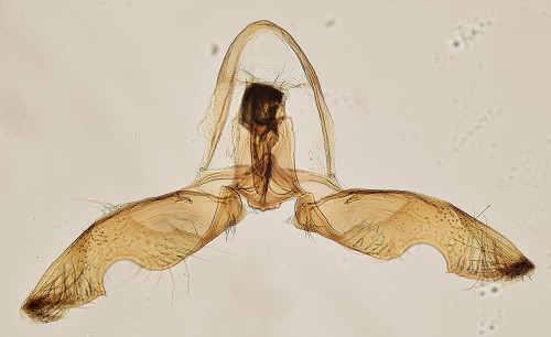 Cydia ilipulana (WALSINGHAM, 1903)