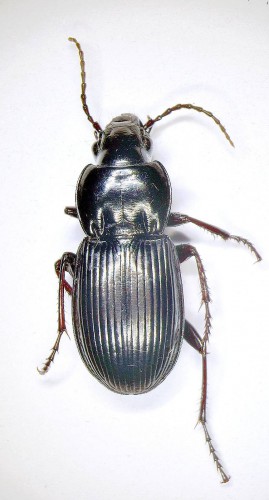 Pterostichus melas depressus (Dej.).jpg