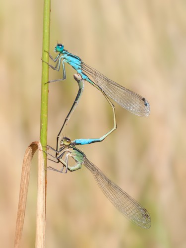 Foto. 1 Ischnura elegans - tandem