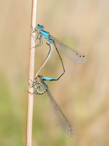 Foto. 2 Ischnura elegans - tandem