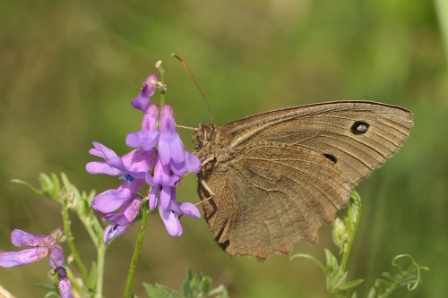 M. dryas - samica No3.jpg