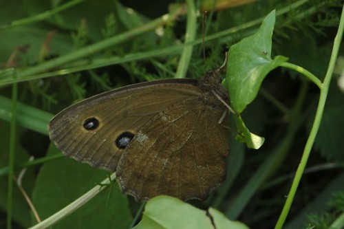 M. dryas - samica No4.jpg