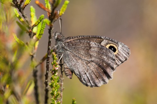 Hipparchia statilinus.jpg