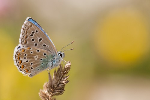 Polyommatus bellargus.jpg