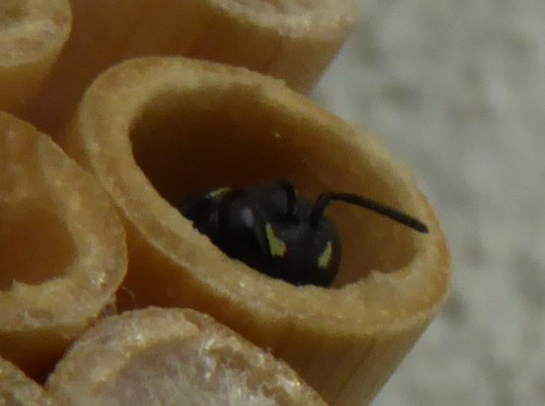 to chyba jakiś inny Hylaeus albo niedorobiony communis