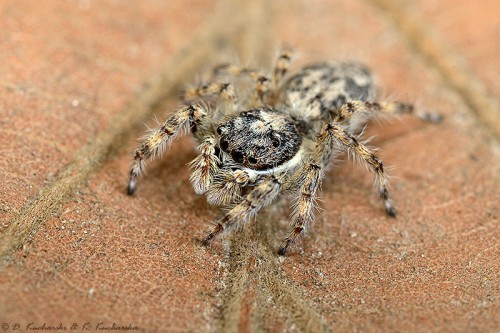 Kolejny Salticidae z Ko Tao. Ten preferował nagrzane słońcem skały.