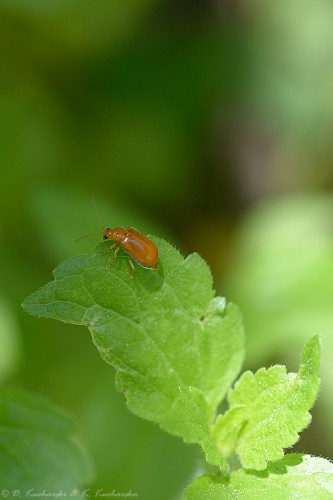 Jeden z nielicznych, napotkanych chrząszczy. Przedstawiciel Chrysomelidae.