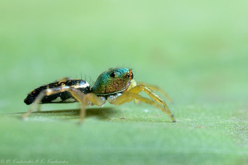 Cosmophasis cf. umbratica