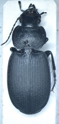 Carabidae