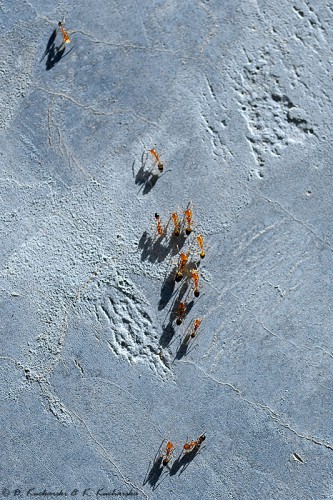 Widziałem kiedyś zdjęcie karawany wielbłądów na pustyni zrobione z powietrza. To była inspiracja do tego zdjęcia ;)