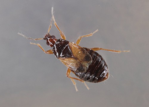 xylocoris.jpg