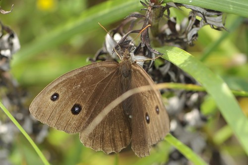 M. dryas samica + jajo 18.08.2017.jpg