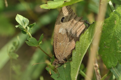 M. dryas samica 18.08.2017.jpg