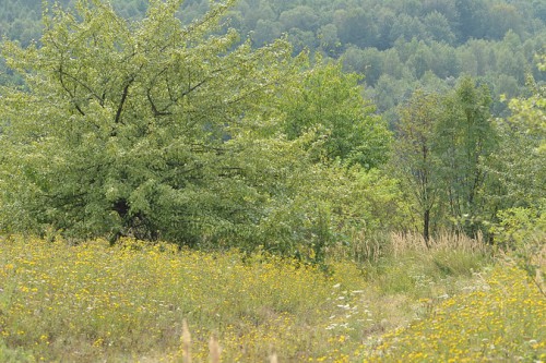 M. dryas - biotop EA81.jpg