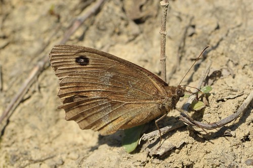 M, dryas - dyspersyjna samica na drodze polnej.jpg