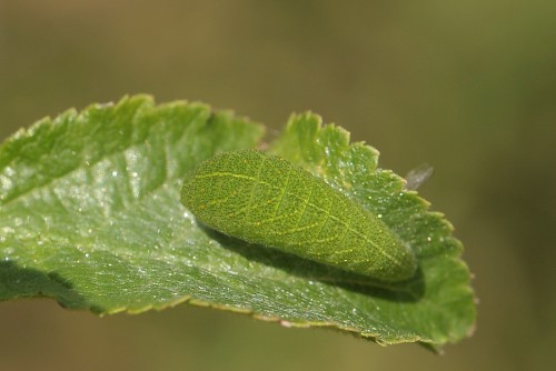 I. podalirius - L2 na tarninie.jpg