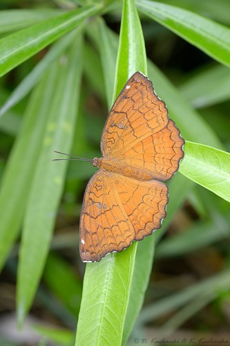 NN Lepidoptera.