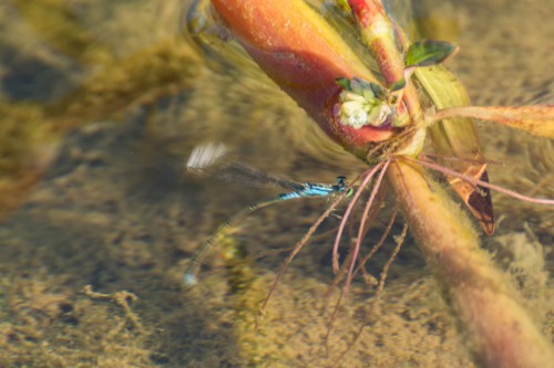 Foto. 4 <br />Tężnica wytworna (Ischnura elegans) - samica rozpoczyna lot wznoszący