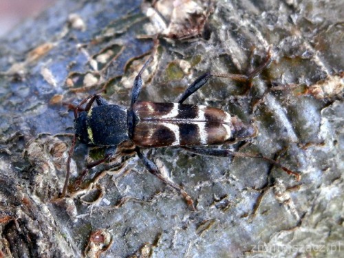 Xylotrechus ibex_samiec_01a.jpg