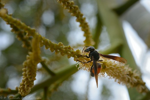 Vespa affinis (?)