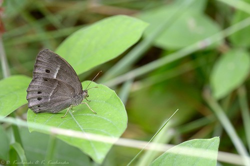 Lepidoptera, niestety nie mam lepszego ujęcia.