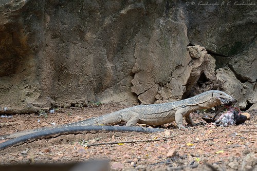 Varanus cf. salvator