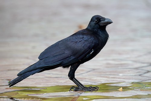 Corvus macrorhynchos