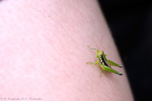 Orthoptera, Acrididae.