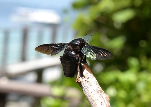 Xylocopa latipes ?