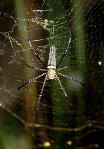 Nephila