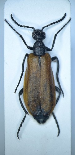 Lydus europaeus.JPG