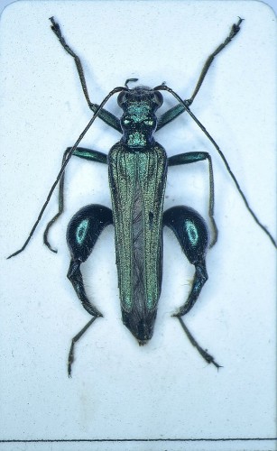 Cantharis nobilis.JPG