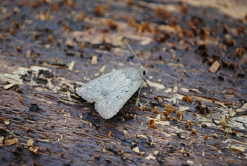 Amphipyra tragopoginis - Kopia.JPG