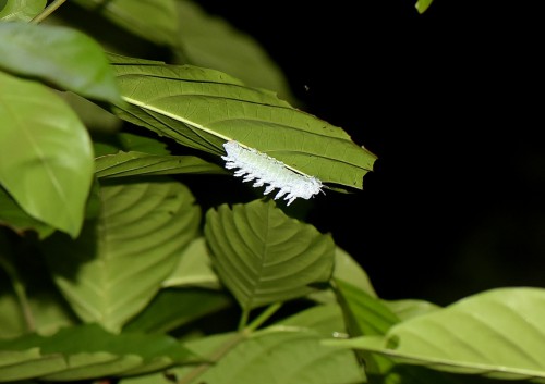 Attacus atlas ?