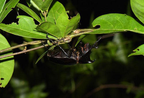 Chalcosoma atlas