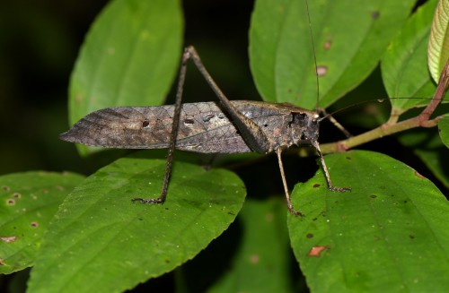 Mecopoda elongata