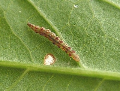 b.somnulentella_larva2.JPG