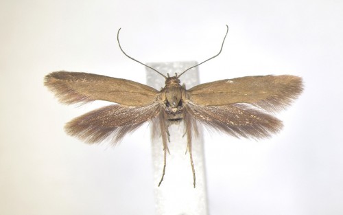 Scythris tergestinella (ZELLER, 1855).JPG